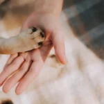 NexGard Launches ‘Paw Promise’ Program to Help Cover Unexpected Vet Costs After Tick and Flea Treatment