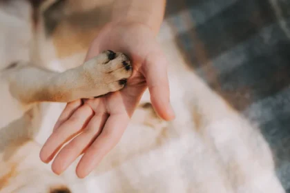 NexGard Launches ‘Paw Promise’ Program to Help Cover Unexpected Vet Costs After Tick and Flea Treatment