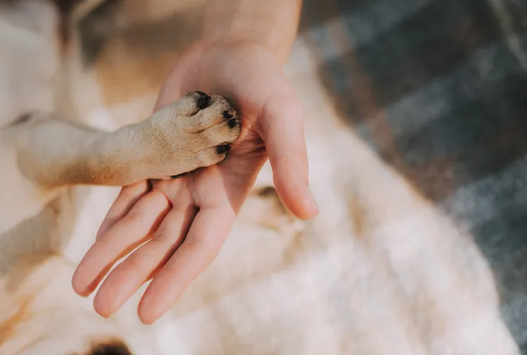 NexGard Launches ‘Paw Promise’ Program to Help Cover Unexpected Vet Costs After Tick and Flea Treatment