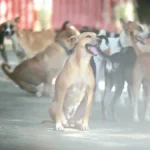 Maharashtra Plans PPP-Based Stray Dog Shelters to Strengthen Animal Welfare and Rabies Control