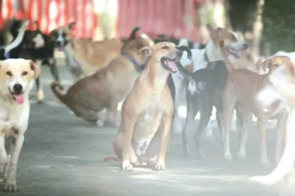 Maharashtra Plans PPP-Based Stray Dog Shelters to Strengthen Animal Welfare and Rabies Control