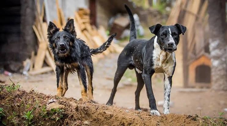 Delhi to Launch Massive Dog Microchipping Drive as MCD Targets Rabies-Free Capital