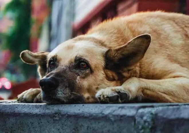 Bengaluru's Stray Dog Control Plan Under Scrutiny as Karnataka Seeks Faster Results
