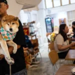 Hong Kong Opens More Restaurants to Pet Dogs as City Embraces a More Pet-Friendly Dining Culture