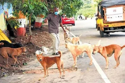 PFA Seeks Transparency Over Stray Dog Shelters in Thiruvananthapuram, Civic Body Defends Operations