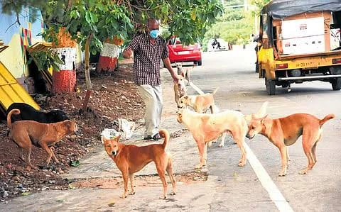 PFA Seeks Transparency Over Stray Dog Shelters in Thiruvananthapuram, Civic Body Defends Operations