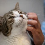 Scientists Develop New ‘FelQoL’ Tool That Could Finally Help Cat Parents Understand Their Pet’s Emotions