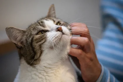 Scientists Develop New ‘FelQoL’ Tool That Could Finally Help Cat Parents Understand Their Pet’s Emotions