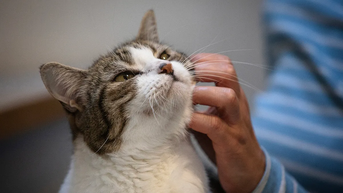 Scientists Develop New ‘FelQoL’ Tool That Could Finally Help Cat Parents Understand Their Pet’s Emotions
