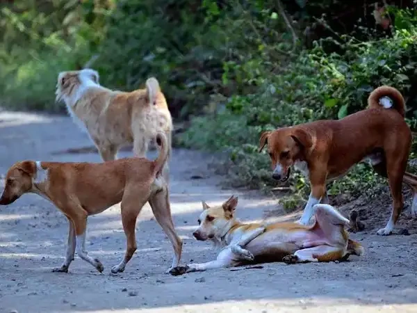 Delhi to Launch Massive Dog Microchipping Drive as MCD Targets Rabies-Free Capital