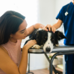 Senior Pets Deserve Extra Care: Why Regular Wellness Checkups Can Add Healthy Years to Your Dog or Cat's Life