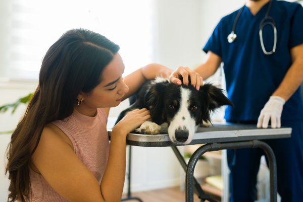 Senior Pets Deserve Extra Care: Why Regular Wellness Checkups Can Add Healthy Years to Your Dog or Cat's Life