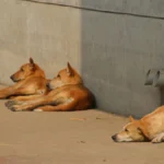 Bengaluru's Stray Dog Control Plan Under Scrutiny as Karnataka Seeks Faster Results