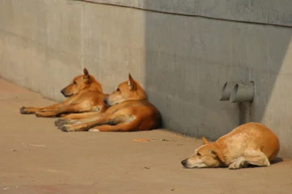 Bengaluru's Stray Dog Control Plan Under Scrutiny as Karnataka Seeks Faster Results