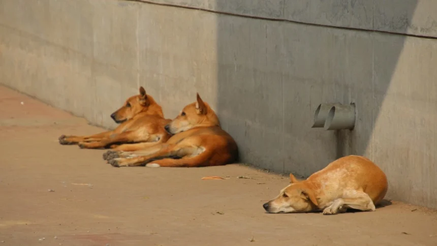 Bengaluru's Stray Dog Control Plan Under Scrutiny as Karnataka Seeks Faster Results