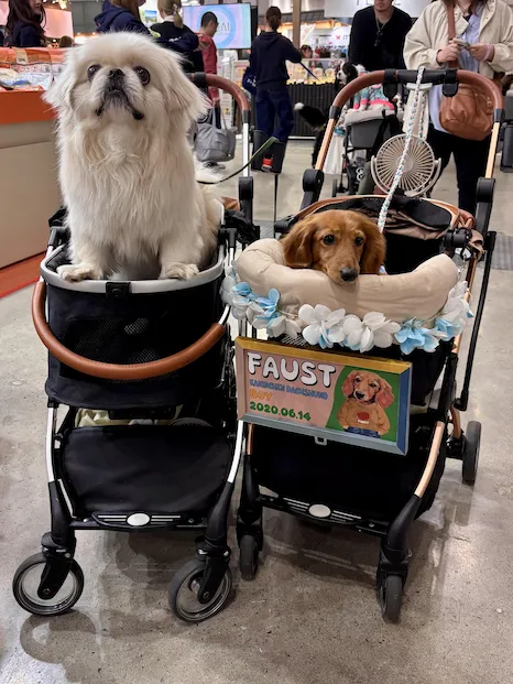 Japan's Pet Economy Surges as Pets Now Outnumber Children, Reshaping Consumer Spending